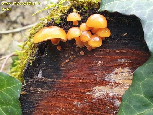 Flammulina velutipes - 