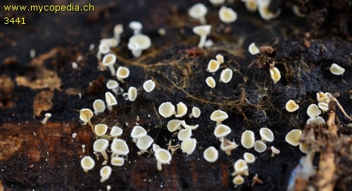 Lachnum virgineum - 