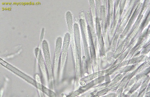 Lachnum virgineum - Haare - 