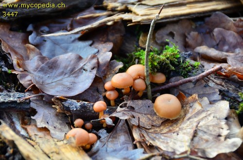 Tubaria furfuracea - 