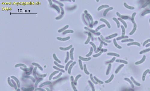 Panellus serotinus - Sporen - Melzers  - 