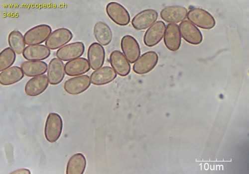 Tubaria furfuracea - 