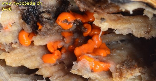 Tremella mesenterica - 