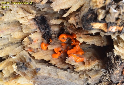 Tremella mesenterica - 