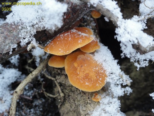 Flammulina velutipes - 