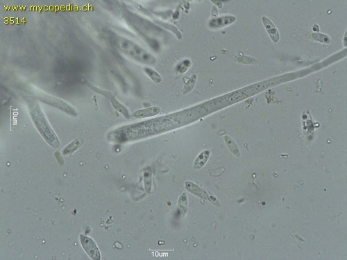 Bispora pallescens - 