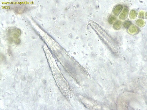 Peniophorella pubera - Lamprozystiden - 