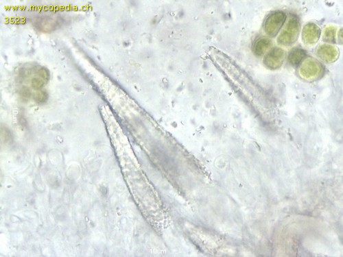 Peniophorella pubera - Lamprozystiden - 