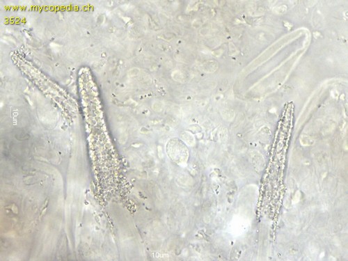 Peniophorella pubera - Lamprozystiden - 