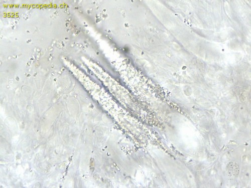 Peniophorella pubera - Lamprozystiden - 