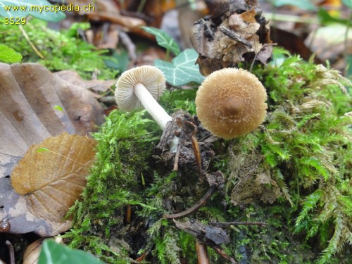 Inocybe ionochlora - 