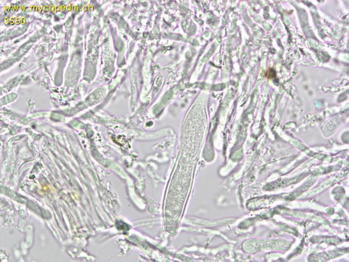 Neolentinus adhaerens - Pleurozystiden - 