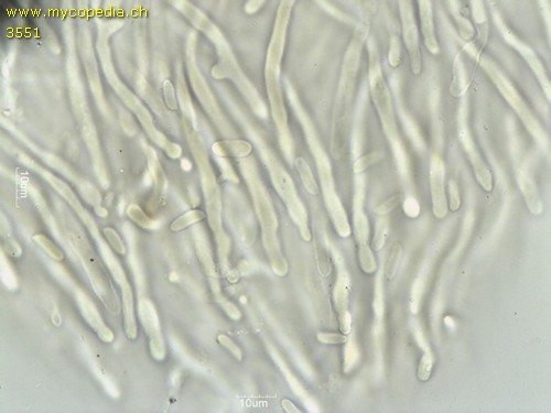 Neolentinus adhaerens - 