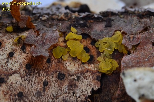 Tremella mesenterica - 