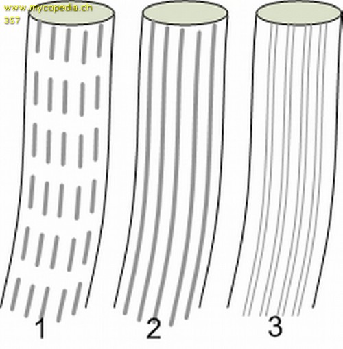 Stieloberflchen - 