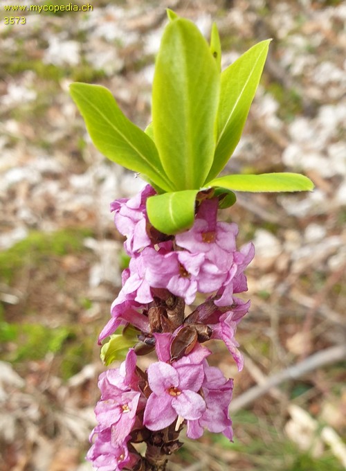 Daphne mezereum - 