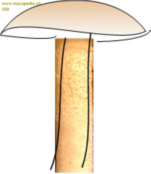 Stieloberflchen - 