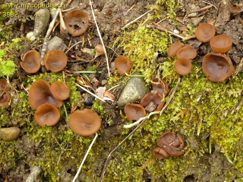 Dumontinia tuberosa - 