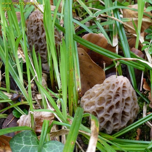 Morchella conica - 