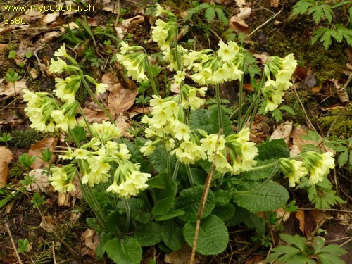 Primula elatior - 