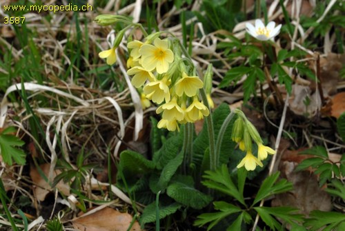 Primula elatior - 