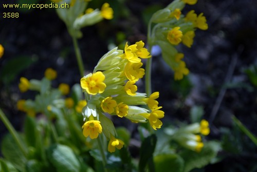 Primula veris - 