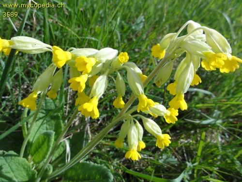 Primula veris - 