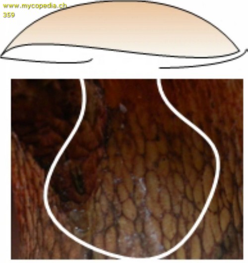 Stieloberflchen - 