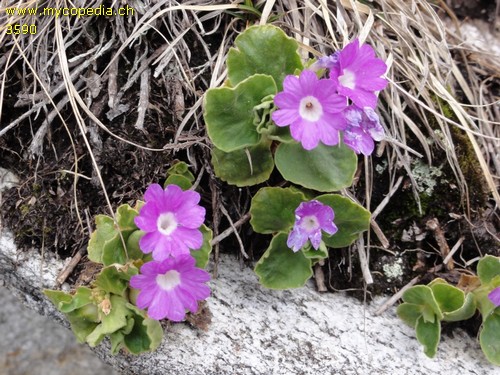 Primula hirsuta - 