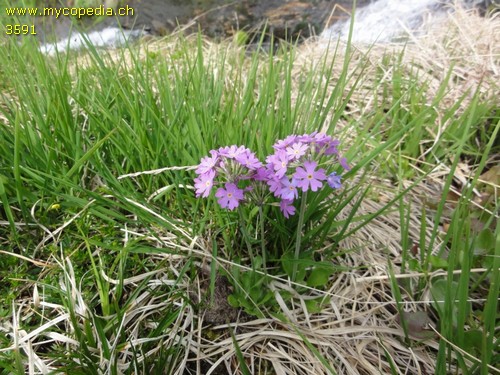 Primula farinosa - 