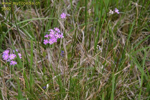 Primula farinosa - 