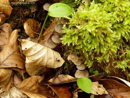 Mycena leptocephala - 