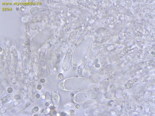 Mycena leptocephala - Zystiden - Wasser  - 