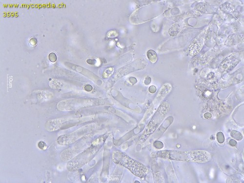 Mycena leptocephala - Basidien - Wasser  - 