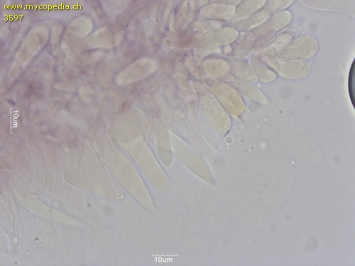 Mycena leptocephala - Cheilozystiden - Kongorot  - 