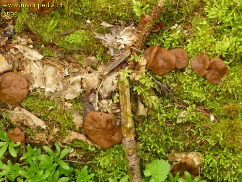 Gyromitra perlata - 