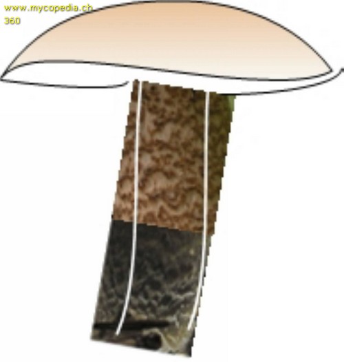 Stieloberflchen - 