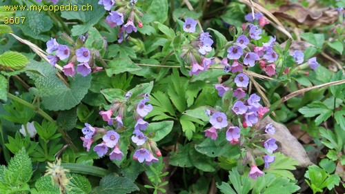 Pulmonaria officinalis - 