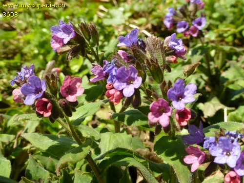 Pulmonaria obscura - 