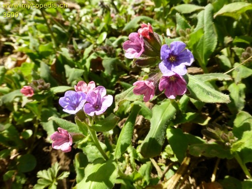 Pulmonaria obscura - 