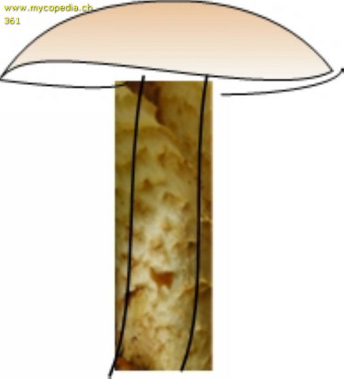 Stieloberflchen - 
