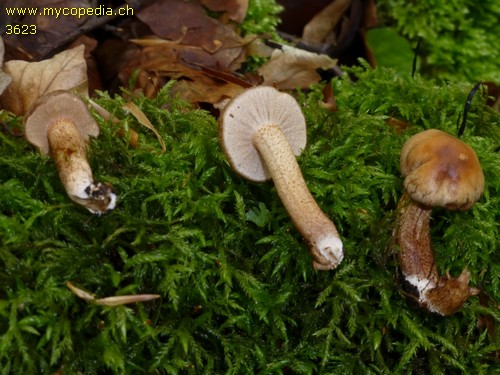 Kuehneromyces mutabilis - 