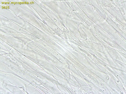 Hydropodia subalpina - HDS - 