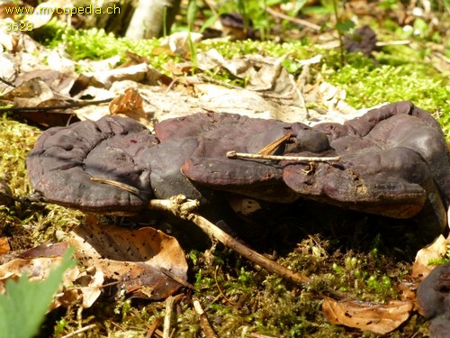 Ganoderma lucidum - 