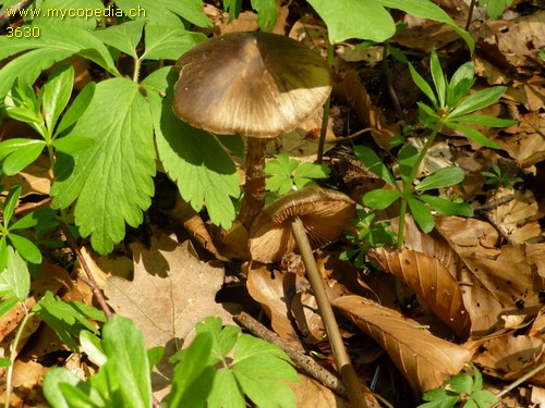 Entoloma hirtipes - 