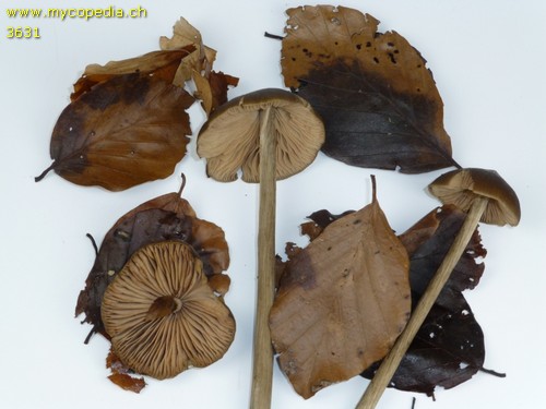 Entoloma hirtipes - 