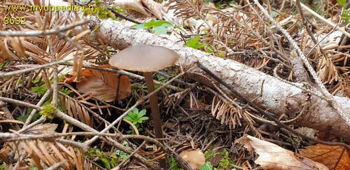 Entoloma hirtipes - 