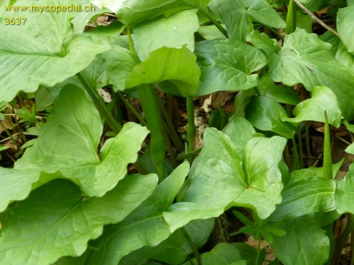 Arum maculatum - 