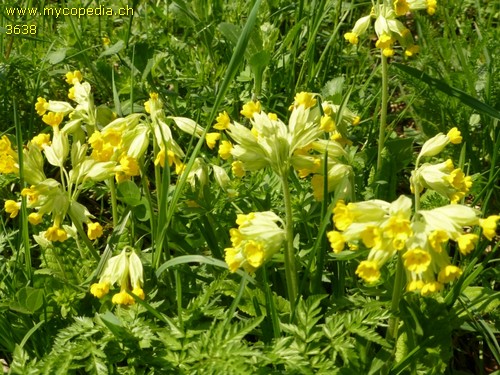 Primula veris - 