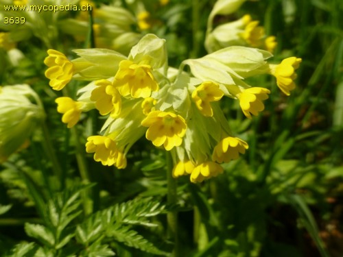 Primula veris - 